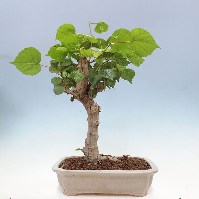 Zimmerbonsai - Hibiscus tiliaceus - Meereshibiskus + Buch SUISEKI Kostenlos