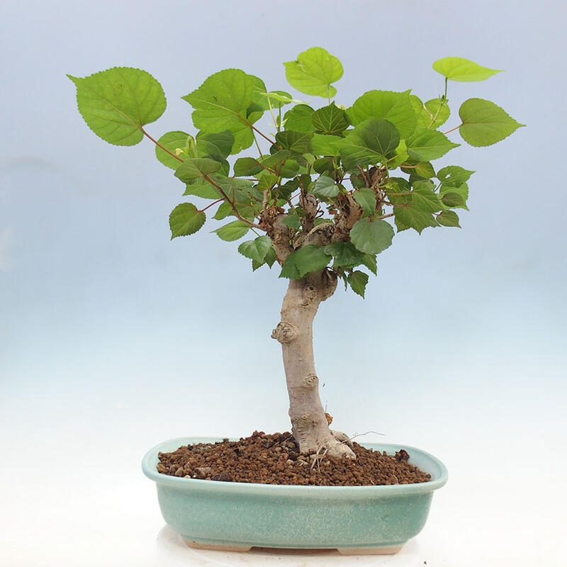 Zimmerbonsai - Hibiscus tiliaceus - Meereshibiskus + Buch SUISEKI Kostenlos
