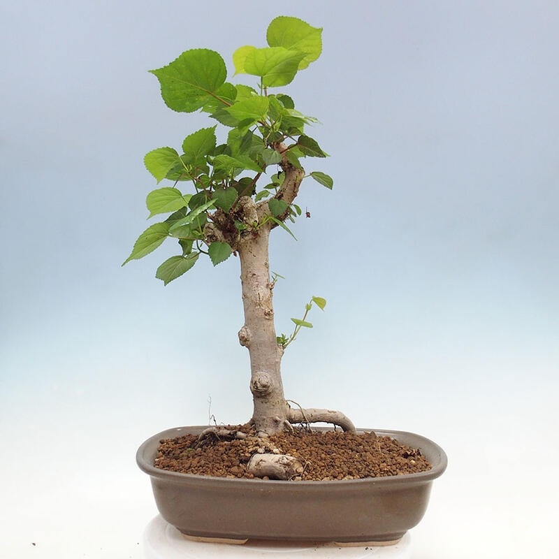 Zimmerbonsai - Hibiscus tiliaceus - Meereshibiskus + Buch SUISEKI Kostenlos