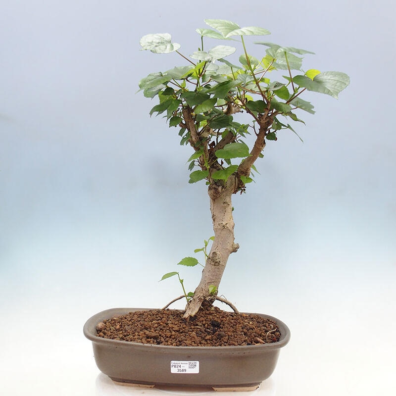 Zimmerbonsai - Hibiscus tiliaceus - Meereshibiskus + Buch SUISEKI Kostenlos