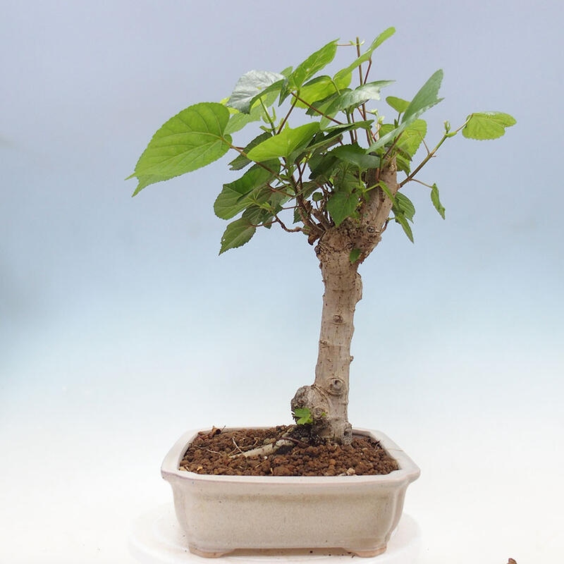 Zimmerbonsai - Hibiscus tiliaceus - Meereshibiskus + Buch SUISEKI Kostenlos