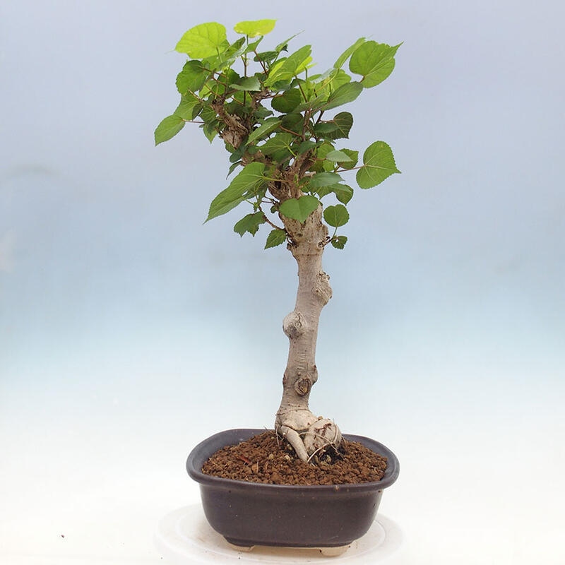 Zimmerbonsai - Hibiscus tiliaceus - Meereshibiskus + Buch SUISEKI Kostenlos