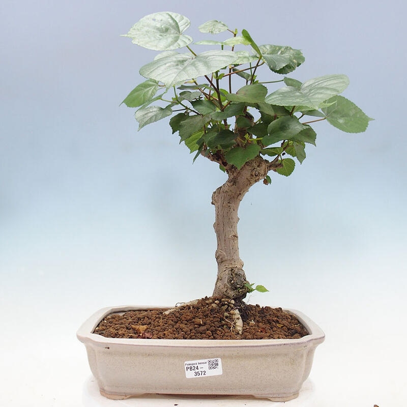 Zimmerbonsai - Hibiscus tiliaceus - Meereshibiskus + Buch SUISEKI Kostenlos