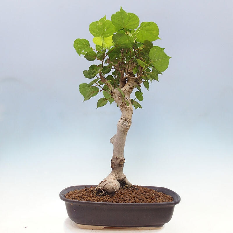 Zimmerbonsai - Hibiscus tiliaceus - Meereshibiskus + Buch SUISEKI Kostenlos