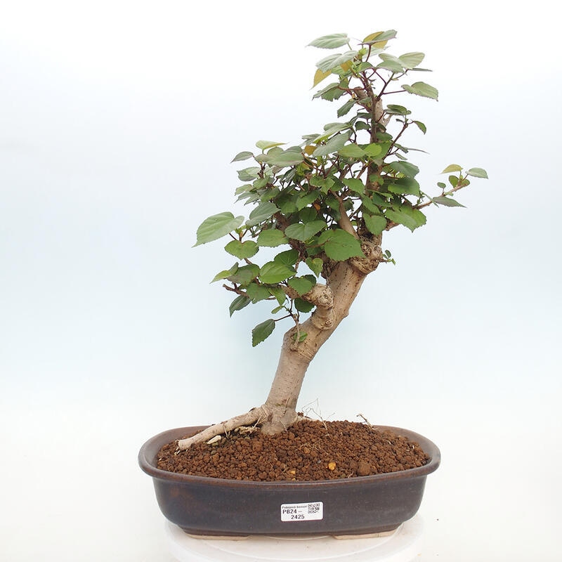 Zimmerbonsai - Hibiscus tiliaceus - Meeres-Hibiskus