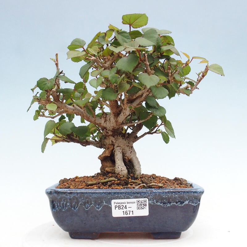 Zimmerbonsai - Hibiscus tiliaceus - Meeres-Hibiskus
