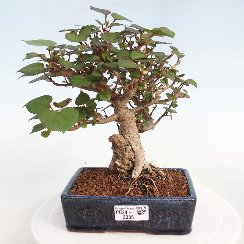 Zimmerbonsai - Hibiscus tiliaceus - Meeres-Hibiskus