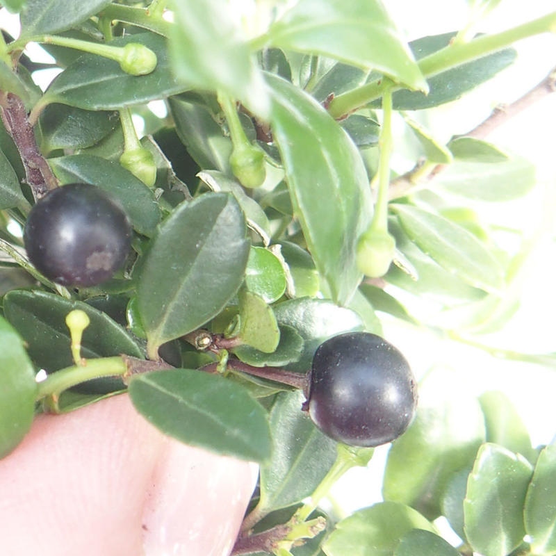 Kokedama mit Untersetzer – Ilex crenata – Stechpalme