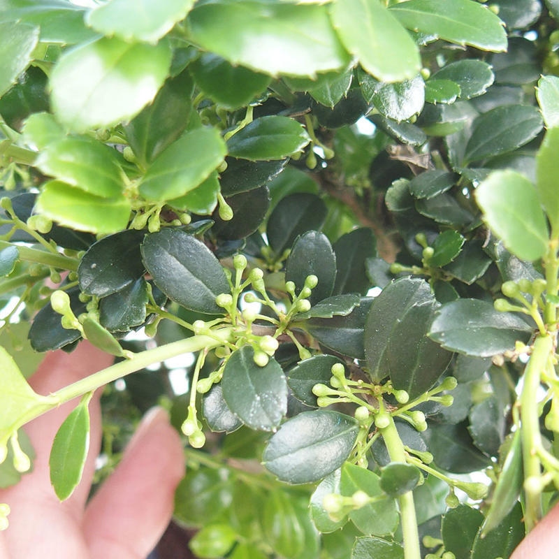 Kokedama mit Untersetzer – Ilex crenata – Stechpalme