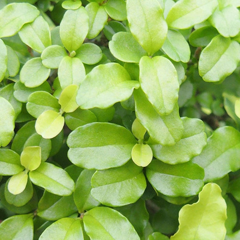 Zimmerbonsai -Ligustrum retusa - Kleinblättriger Vogelschnabel