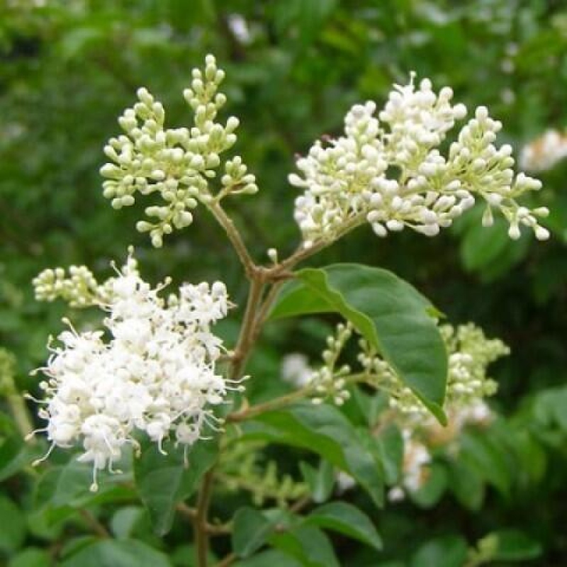 Zimmerbonsai -Ligustrum retusa - Kleinblättriger Vogelschnabel