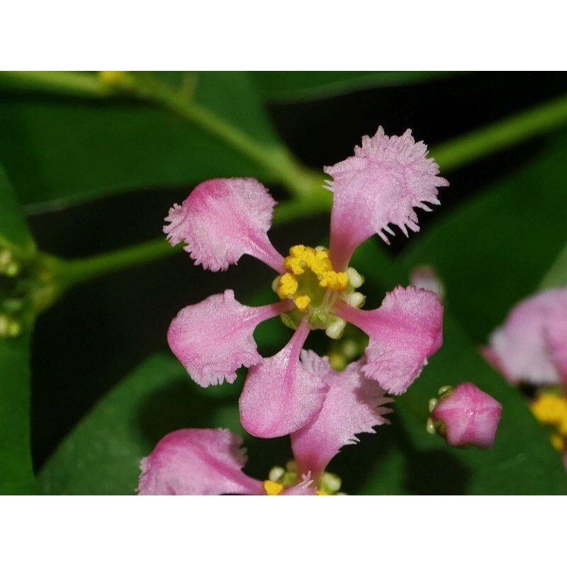 Zimmerbonsai – Barbados-Kirsche (Malpighia glabra) 