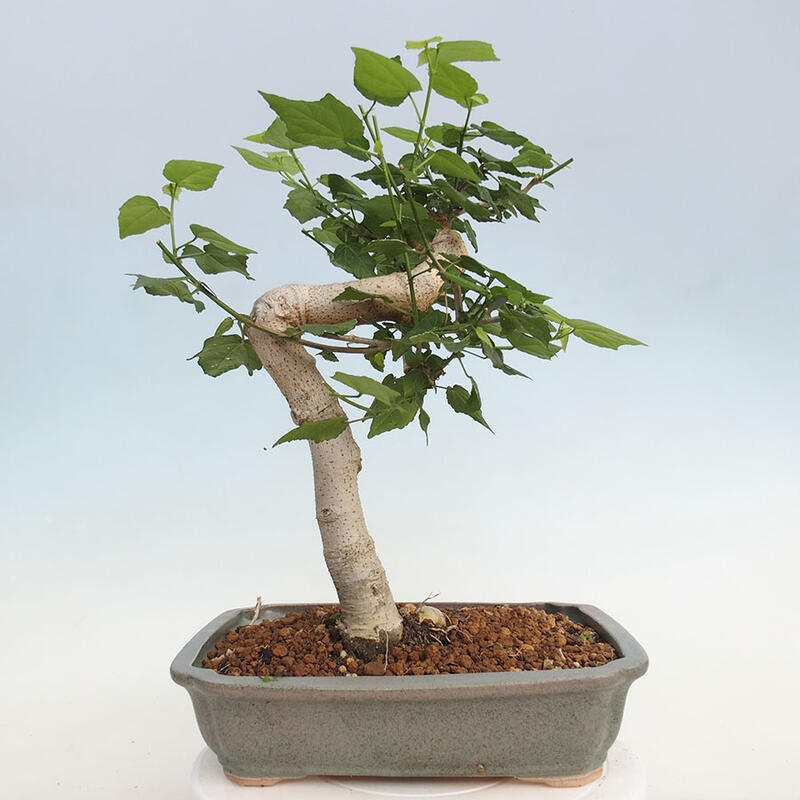 Zimmerbonsai - Malvaviscus arboreus