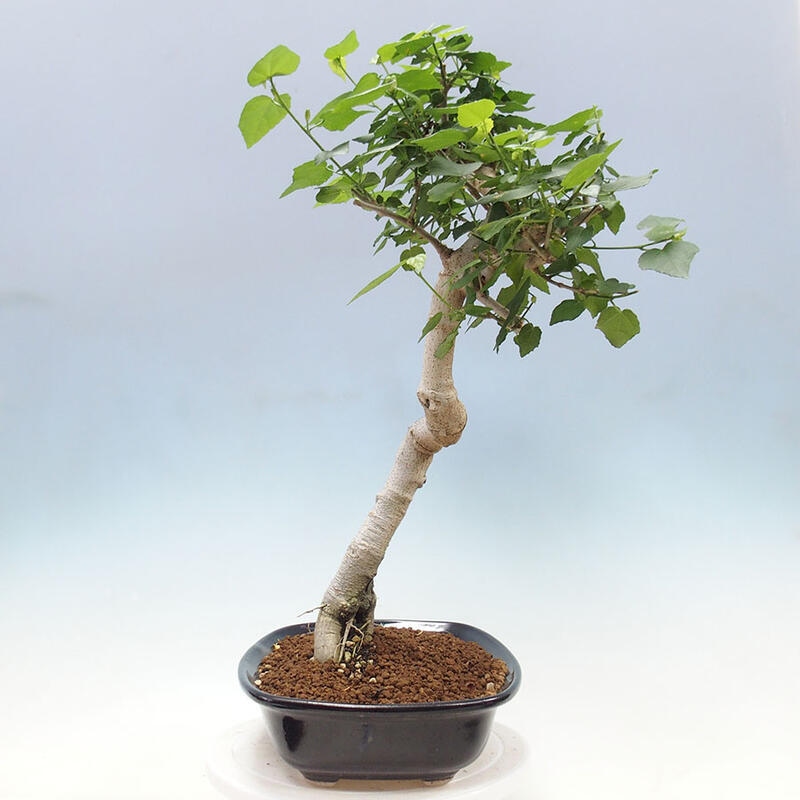 Zimmerbonsai - Malvaviscus arboreus + Buch SUISEKI Kostenlos