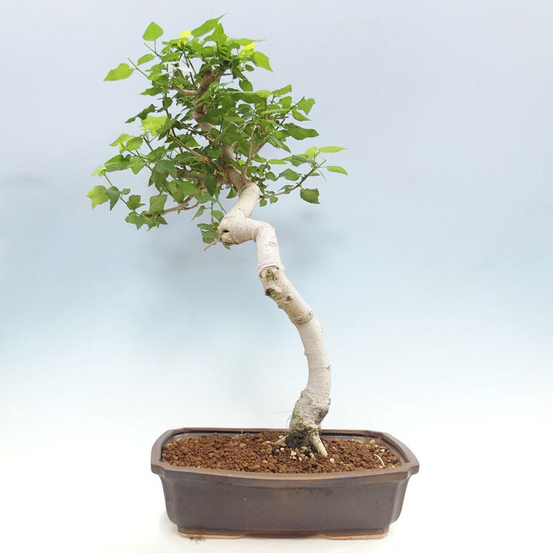 Zimmerbonsai - Malvaviscus arboreus + Buch SUISEKI Kostenlos
