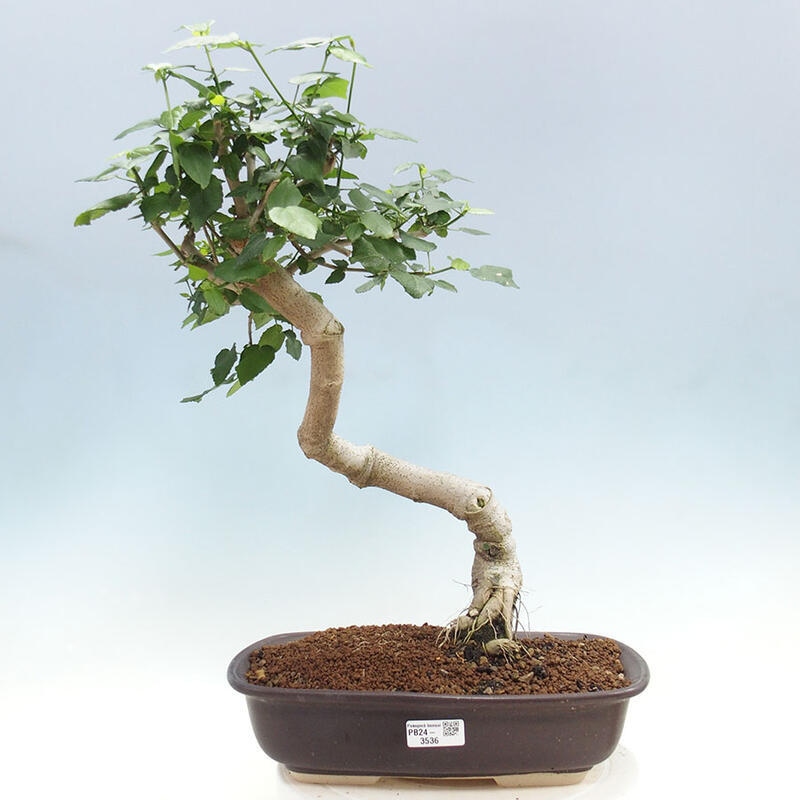 Zimmerbonsai - Malvaviscus arboreus + Buch SUISEKI Kostenlos