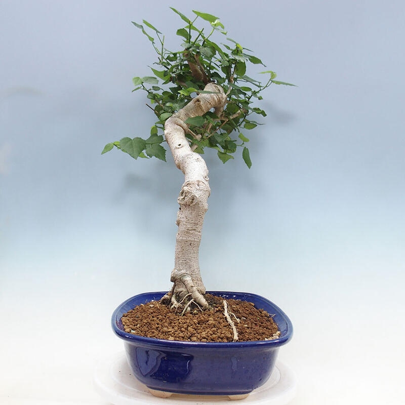 Zimmerbonsai - Malvaviscus arboreus + Buch SUISEKI Kostenlos