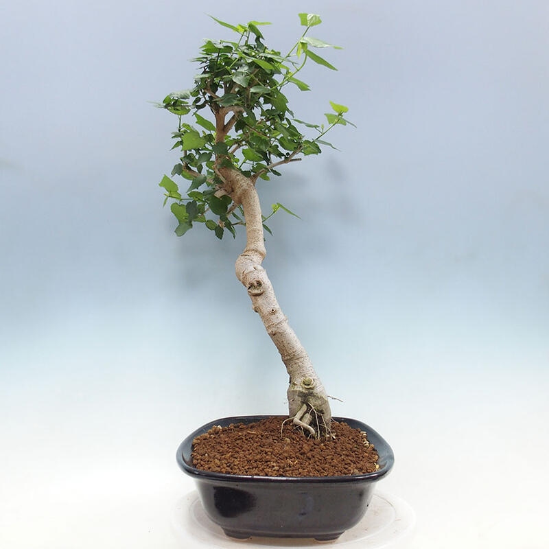 Zimmerbonsai - Malvaviscus arboreus + Buch SUISEKI Kostenlos