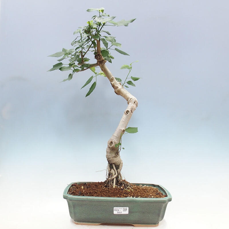 Zimmerbonsai - Malvaviscus arboreus + Buch SUISEKI Kostenlos