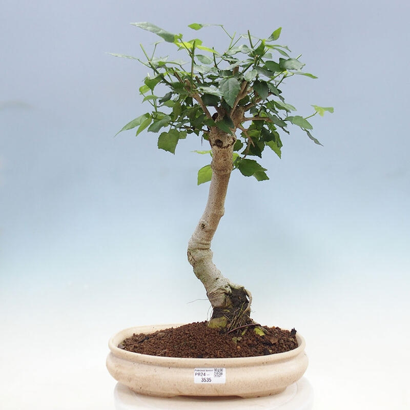 Zimmerbonsai - Malvaviscus arboreus + Buch SUISEKI Kostenlos