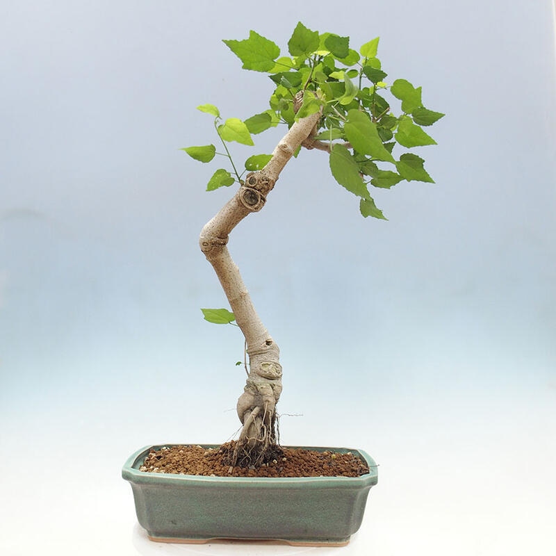 Zimmerbonsai - Malvaviscus arboreus + Buch SUISEKI Kostenlos