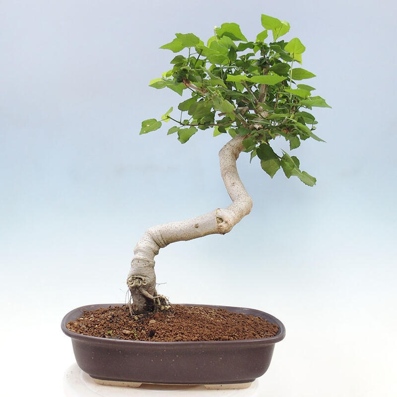 Zimmerbonsai - Malvaviscus arboreus + Buch SUISEKI Kostenlos