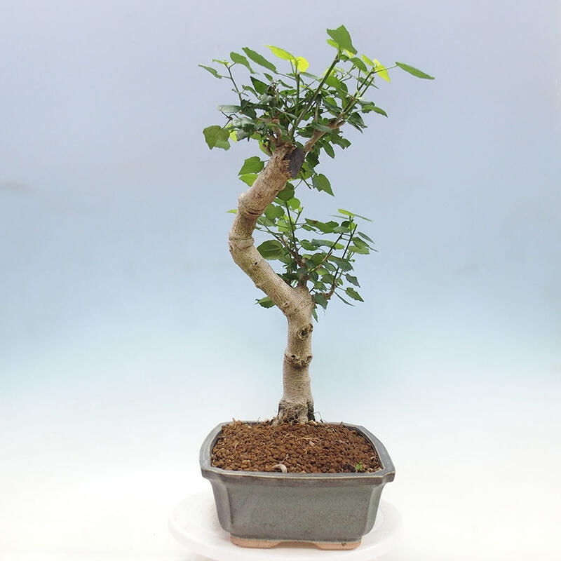 Zimmerbonsai - Malvaviscus arboreus + Buch SUISEKI Kostenlos
