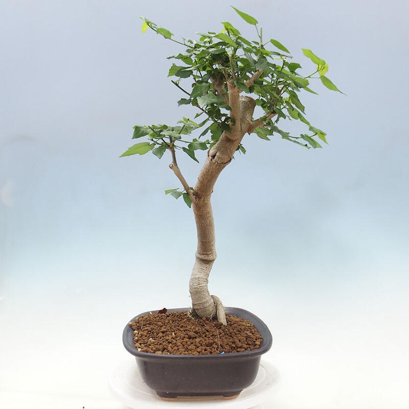 Zimmerbonsai - Malvaviscus arboreus + Buch SUISEKI Kostenlos