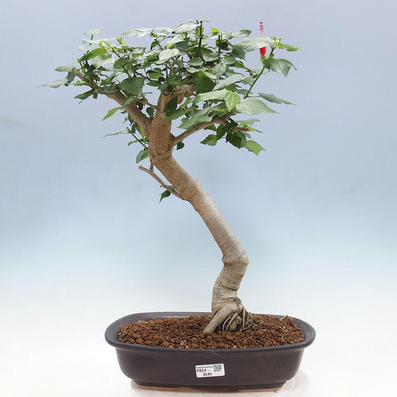 Zimmerbonsai - Malvaviscus arboreus + Buch SUISEKI Kostenlos