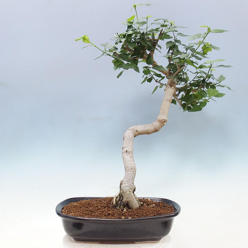 Zimmerbonsai - Malvaviscus arboreus + Buch SUISEKI Kostenlos