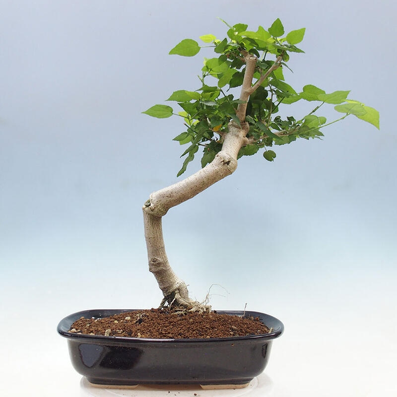 Zimmerbonsai - Malvaviscus arboreus + Buch SUISEKI Kostenlos