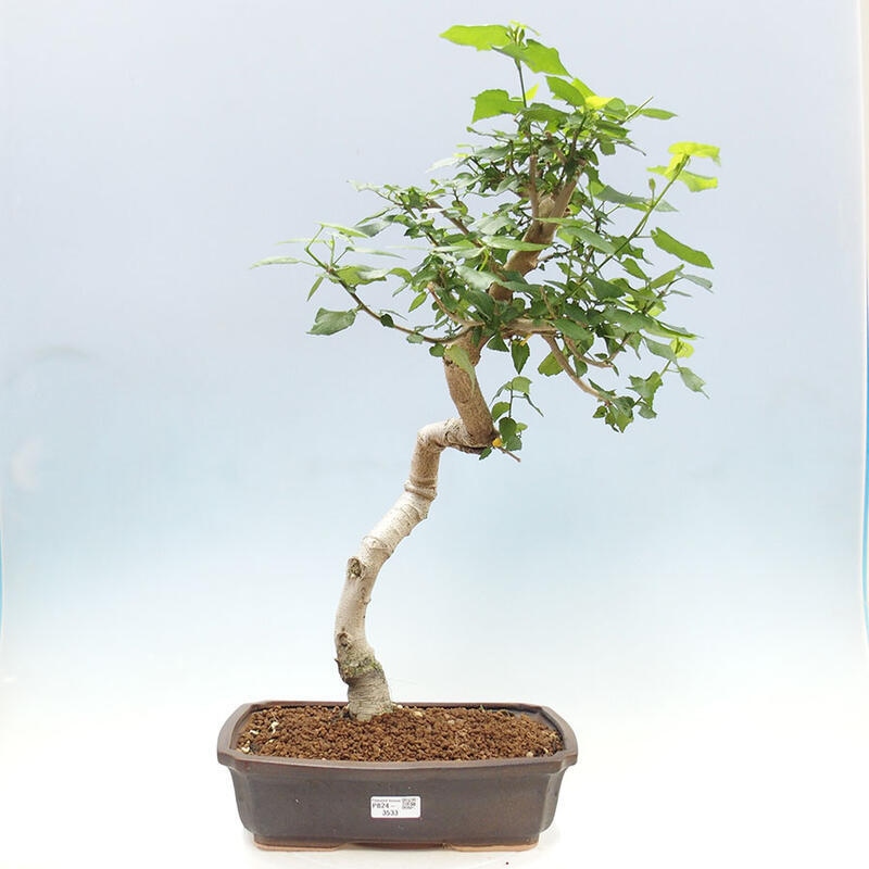 Zimmerbonsai - Malvaviscus arboreus + Buch SUISEKI Kostenlos