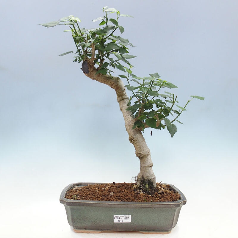 Zimmerbonsai - Malvaviscus arboreus + Buch SUISEKI Kostenlos