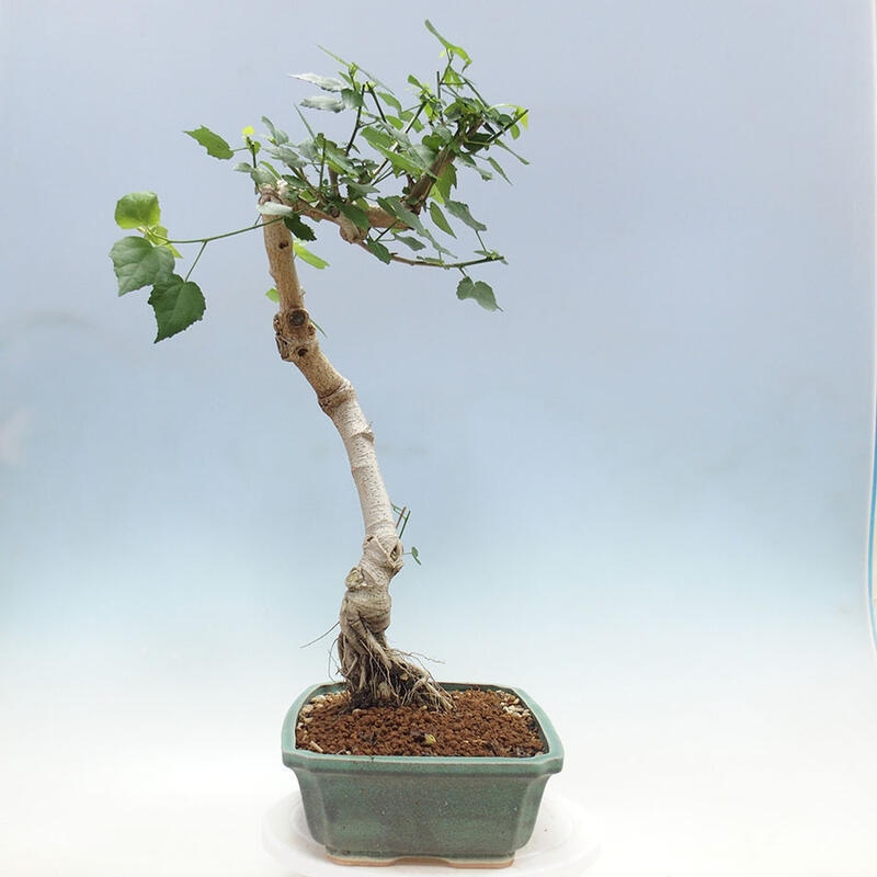 Zimmerbonsai - Malvaviscus arboreus + Buch SUISEKI Kostenlos