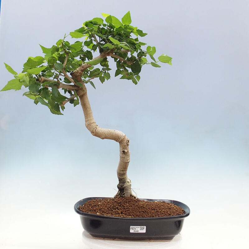 Zimmerbonsai - Malvaviscus arboreus + Buch SUISEKI Kostenlos