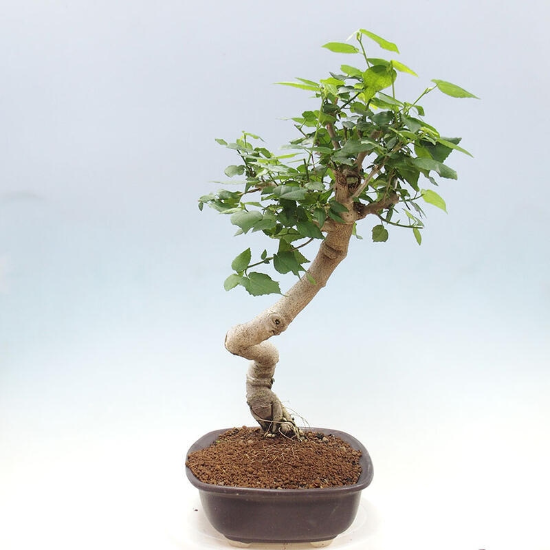 Zimmerbonsai - Malvaviscus arboreus + Buch SUISEKI Kostenlos
