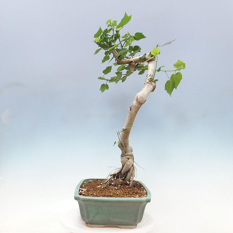 Zimmerbonsai - Malvaviscus arboreus + Buch SUISEKI Kostenlos