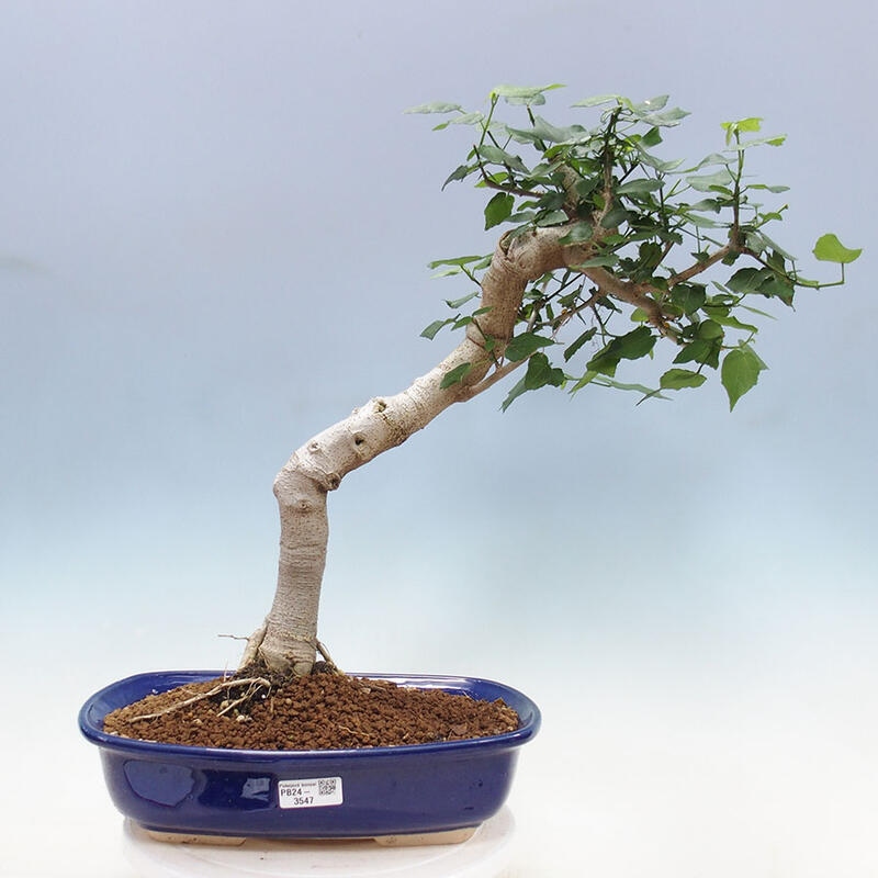 Zimmerbonsai - Malvaviscus arboreus + Buch SUISEKI Kostenlos