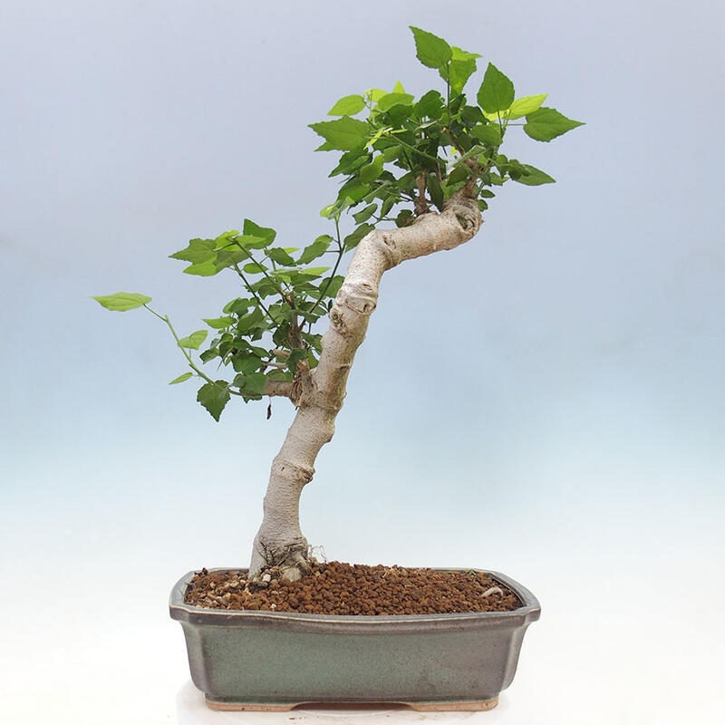 Zimmerbonsai - Malvaviscus arboreus + Buch SUISEKI Kostenlos