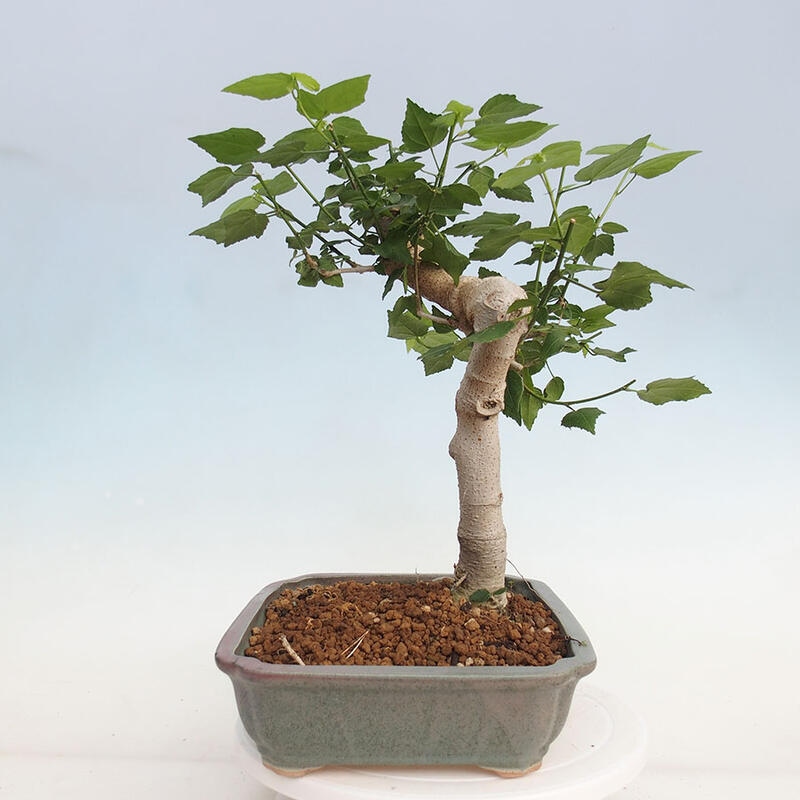 Zimmerbonsai - Malvaviscus arboreus