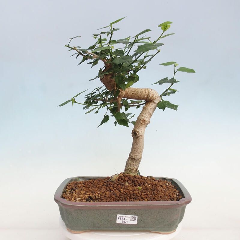Zimmerbonsai - Malvaviscus arboreus