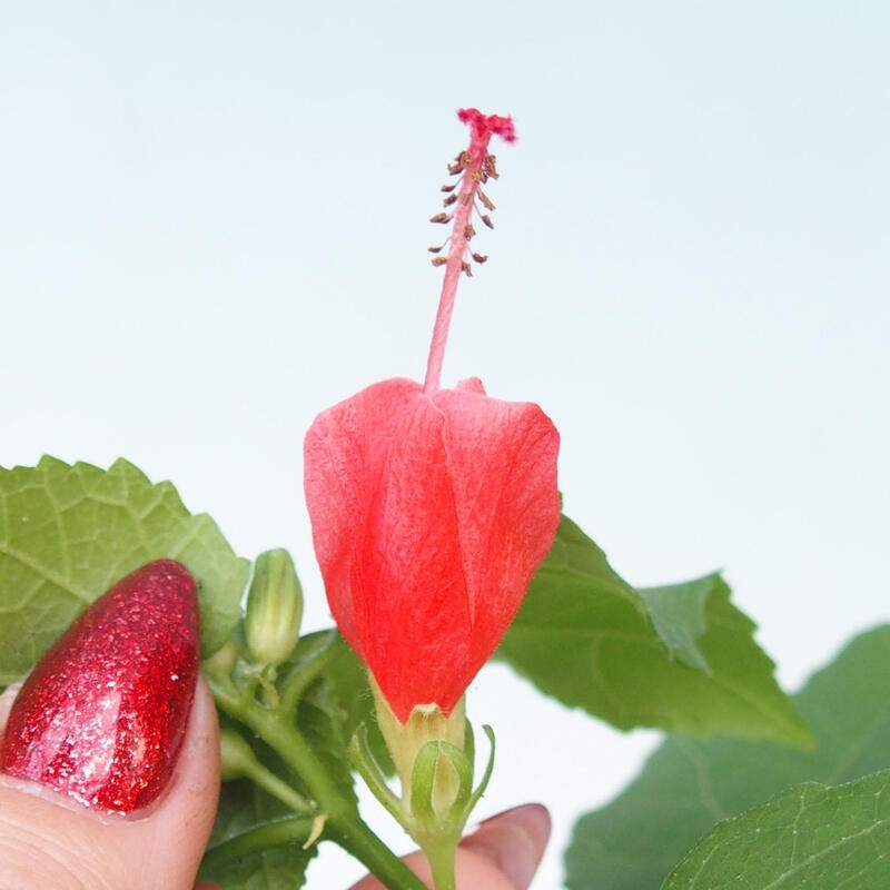 Zimmerbonsai - Malvaviscus arboreus