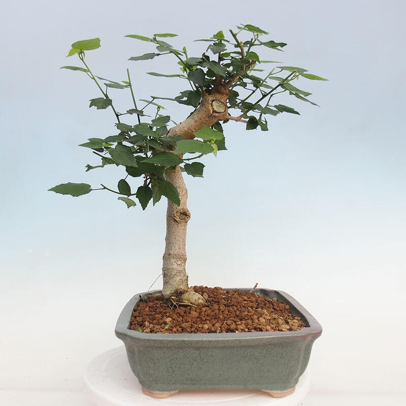 Zimmerbonsai - Malvaviscus arboreus