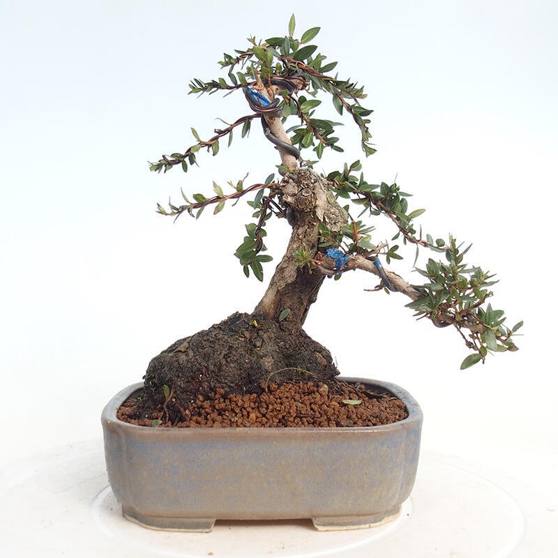 Zimmer Bonsai - Myrtus communis - Myrte