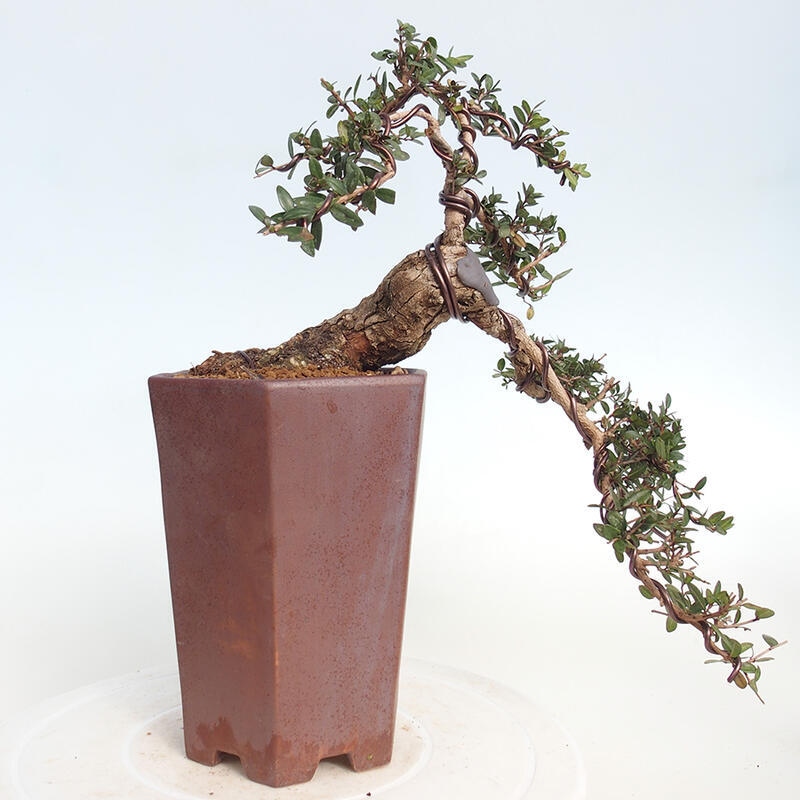 Zimmer Bonsai - Myrtus communis - Myrte
