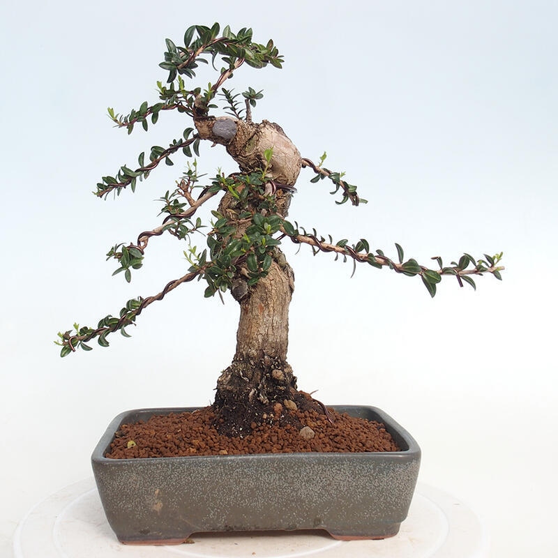 Zimmer Bonsai - Myrtus communis - Myrte