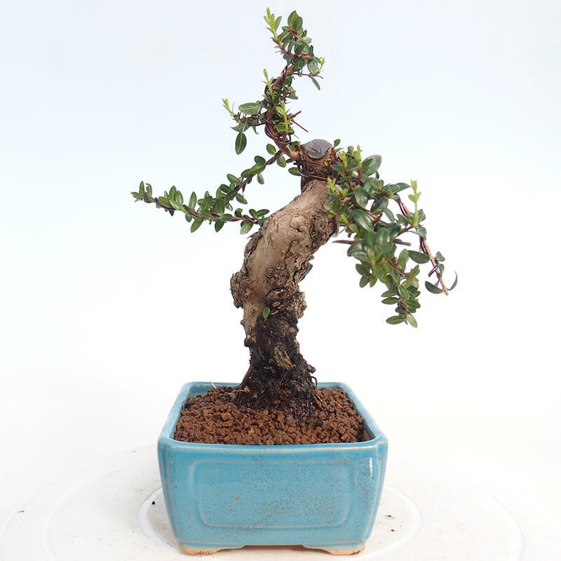 Zimmer Bonsai - Myrtus communis - Myrte
