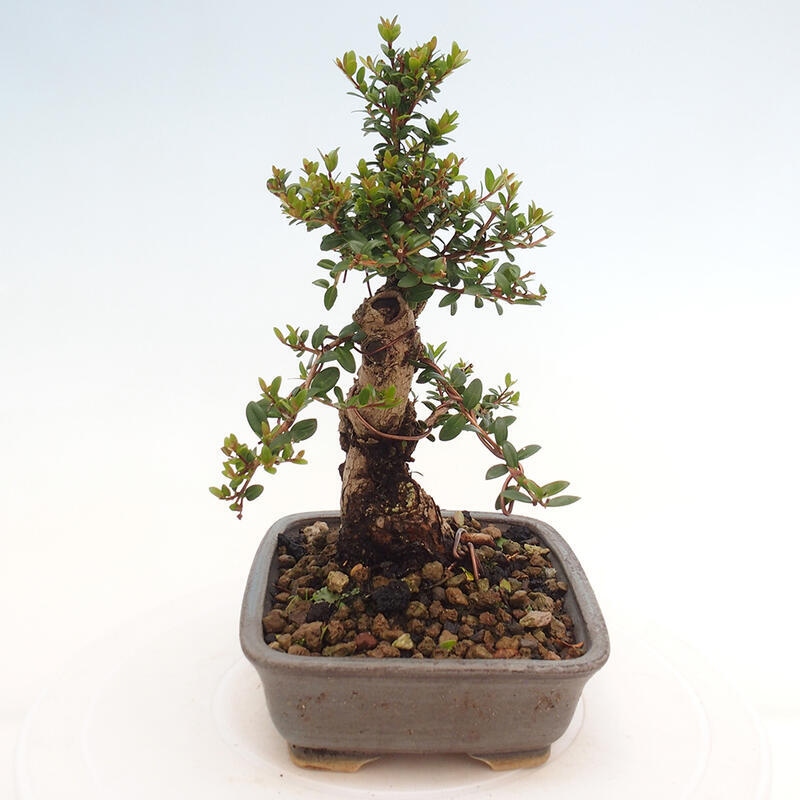Zimmer Bonsai - Myrtus communis - Myrte