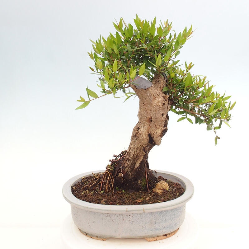 Zimmer Bonsai - Myrtus communis - Myrte