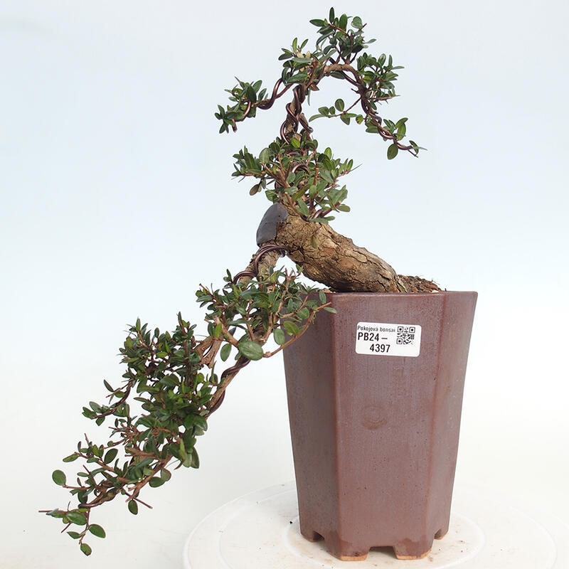 Zimmer Bonsai - Myrtus communis - Myrte